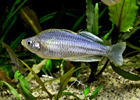 Pygmaea Rainbow