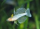 Spotted Blue-eye