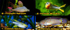 Starter Package for 6 to 8 Gallon Aquarium
