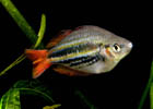 Western Rainbowfish