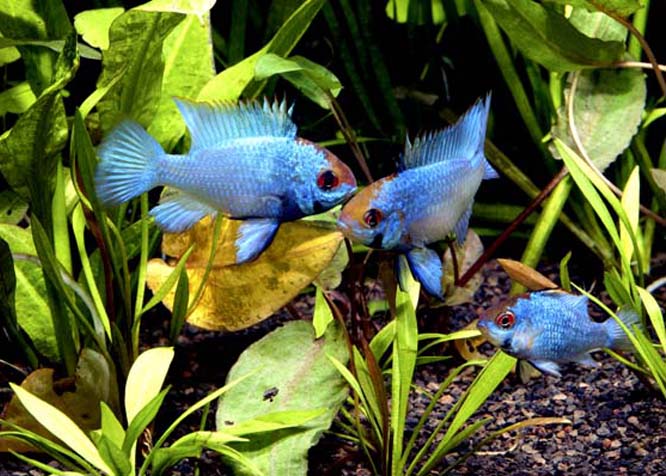 Electric blue rams at the Oddball Fish hatchery