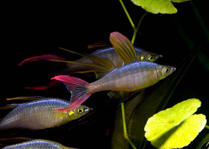 Threadfin rainbows